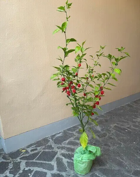 Carolina Reaper Carolina Reaper
